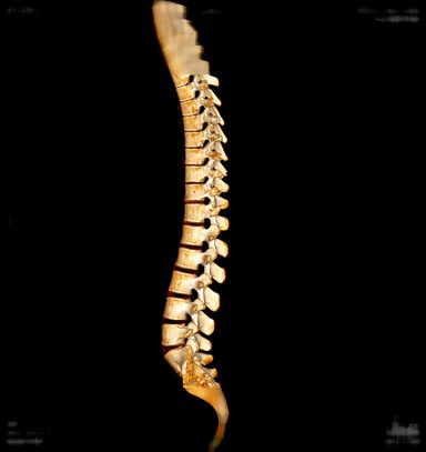 Spine